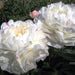 Gardenia peonies
