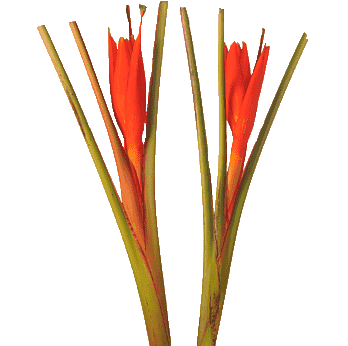 Heliconia Musa