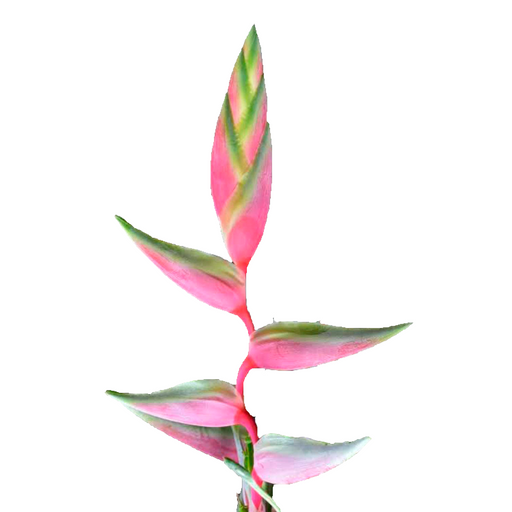 Heliconia Sexy Pink