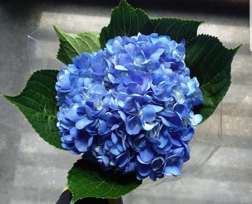 Hydrangea4937　0806 HYDSHOCKINGBLUE_1_1024x1024.