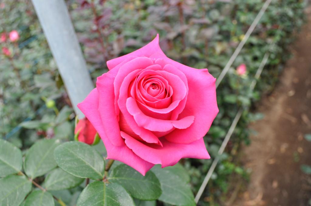 Pink floyd rose