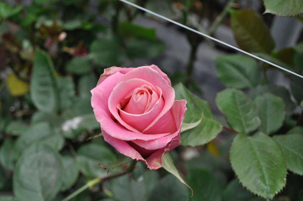 Hermosa Rose