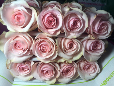 Novia Rose
