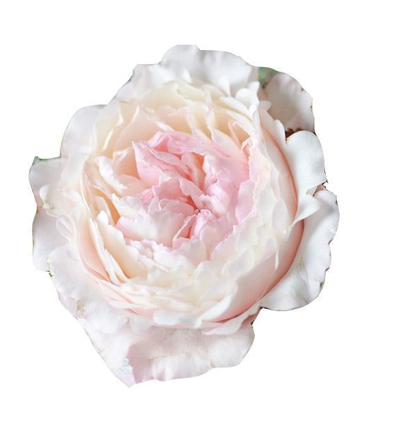 Keira garden rose