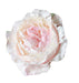 Keira garden rose