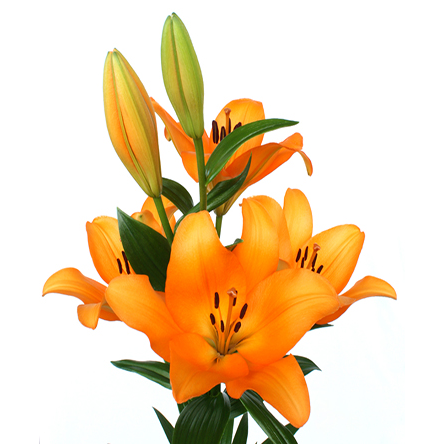 Asiatic Lilies Puma