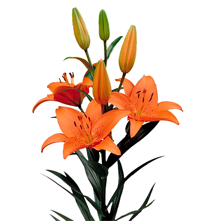 tresor asiatic lily Asiatic Lilies