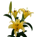 Oriental Lilies - Yelloween Ready to be delivery the best flowers Excellent Flowers Inc