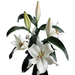 Zambesi Oriental Lilies The best flowers and quality A domicilie Excellent Flowers inc 