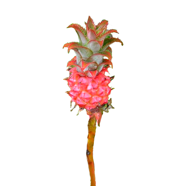 ●PINK PINEAPPLE● BEAR NECKLACEYELLOW m1037_1055172 ?format=1500w