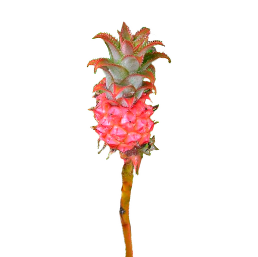Mini Pineapple Pink