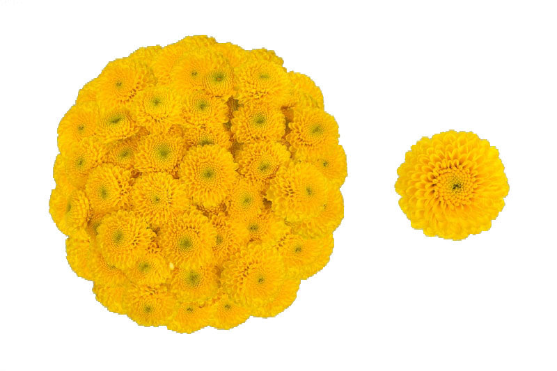 Pom Buttons - Pompons - All Flowers