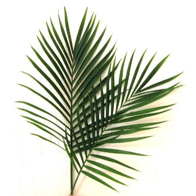 Palms - Cataractarum