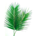 Palms - Roebelline