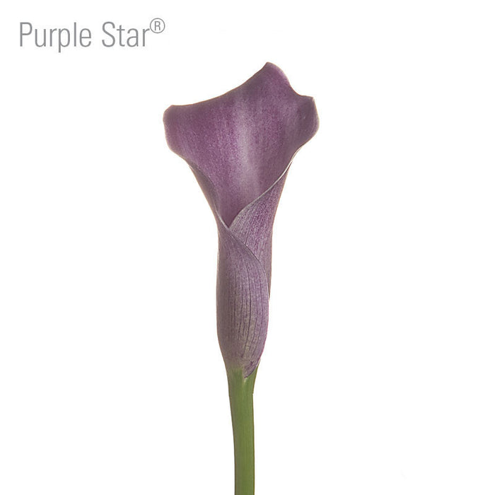 Purple Star Callas