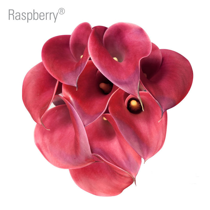 Raspberry Callas