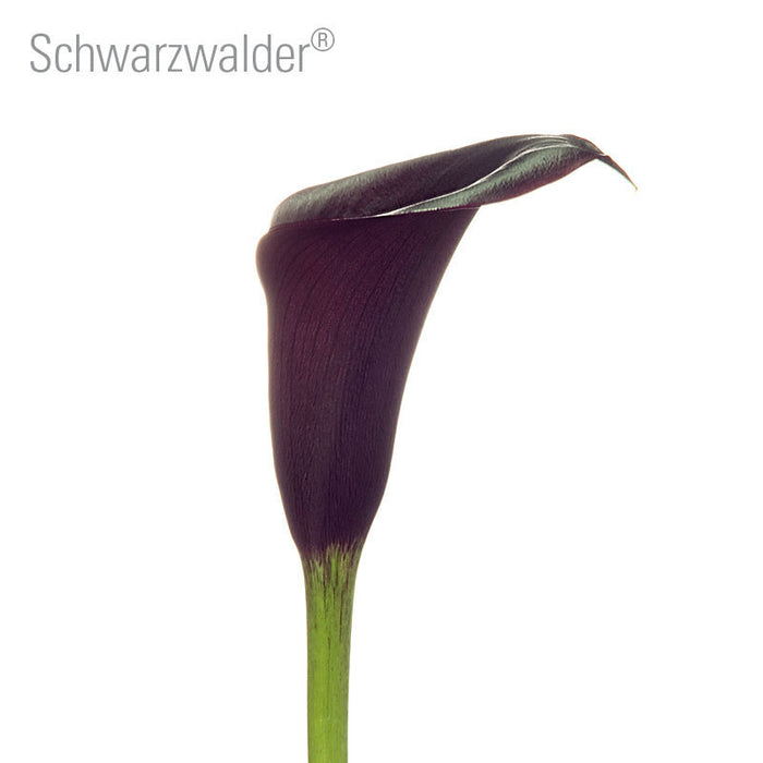 Schwarzwalder Callas
