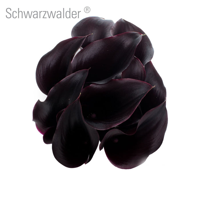 Schwarzwalder Callas