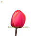Ad Rem Fresh flowers Excellent Flowers Inc Best price shipping to USA tulip
