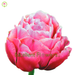 Adore Pink Best Prices Excellent Flowers Inc rose adore pink