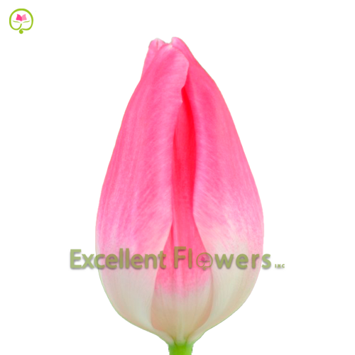 guzmania plant care Bromeliad Guzmania | Bromeliads for Sale main image 0