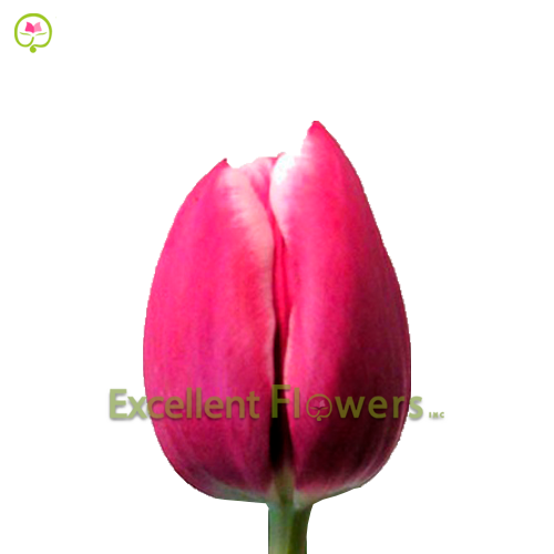 Tulip Debutante