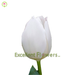 White Marvel Beautiful flowers Excellent flowers inc tulips