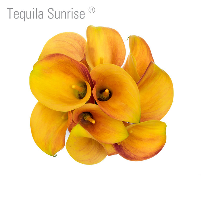 Tequila Sunrise Callas