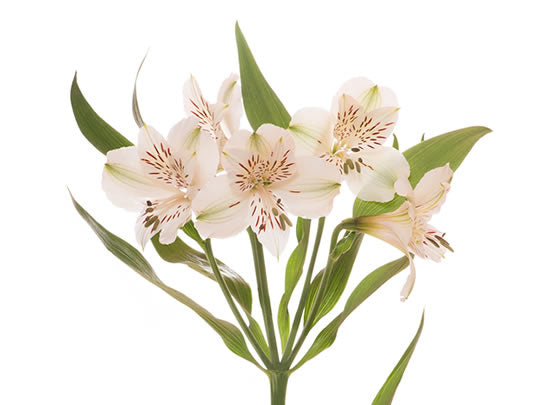 White Alstroemeria Flowers Shipping USA Excellent Flowers Inc