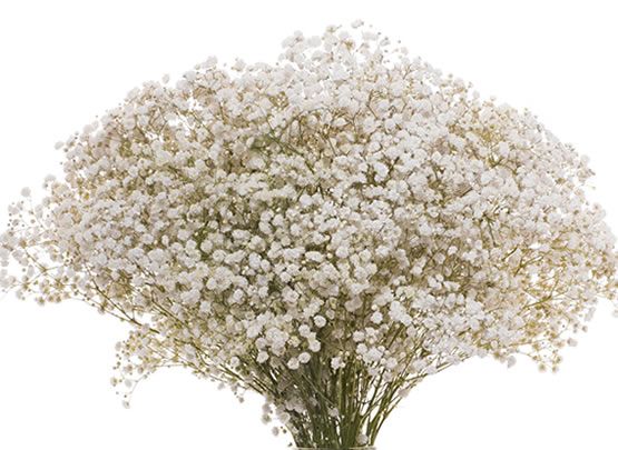 gypsohila ジレ whitemix Gypso White XCELLENCE 250 gr