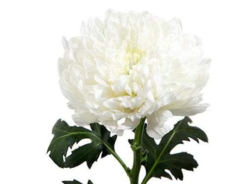 Zembla White Best Prices Excellent Flowers Inc Chrysantemums order delivery