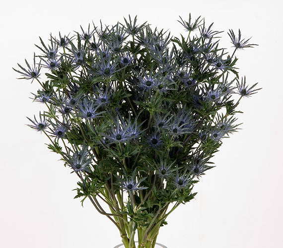 bluebell plants in pots Eryngium