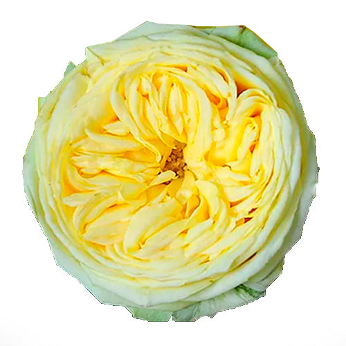 Catalina Flower Distributor Miami Excellent Flowers Inc