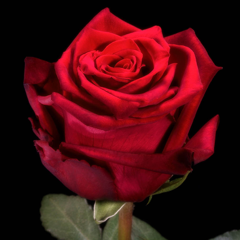 Explorer Rose