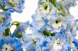 Delphinium Elatum - Sky Blue
