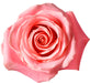 Hermosa rose