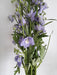 Delphinium Elatum - Lavender