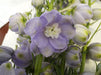 Delphinium Elatum - Lavender