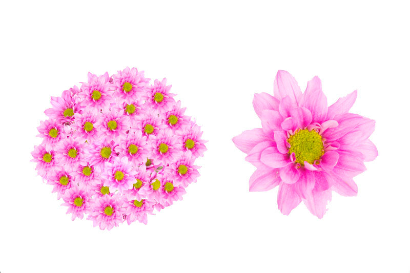 ★daisy★様♡14kgf Reagan - Poms Daisy