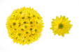 Reagan Yellow -  Poms Daisy