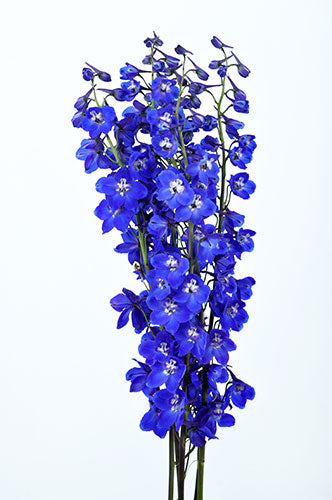 Delphinium Royal - Dark Blue