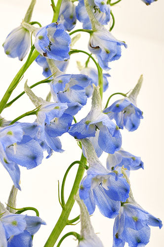 Delphinium Royal - Light Blue