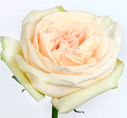 White O'Hara Garden rose | Beautiful rose white | Excellent flowers in