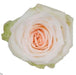 Whitney Beautiful rose white Excellent flowers inc garden rose ecuadorian roses