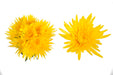 Yellow Anastasia - Spider Flowers delivery The amazing flowers Excellent Flowers inc